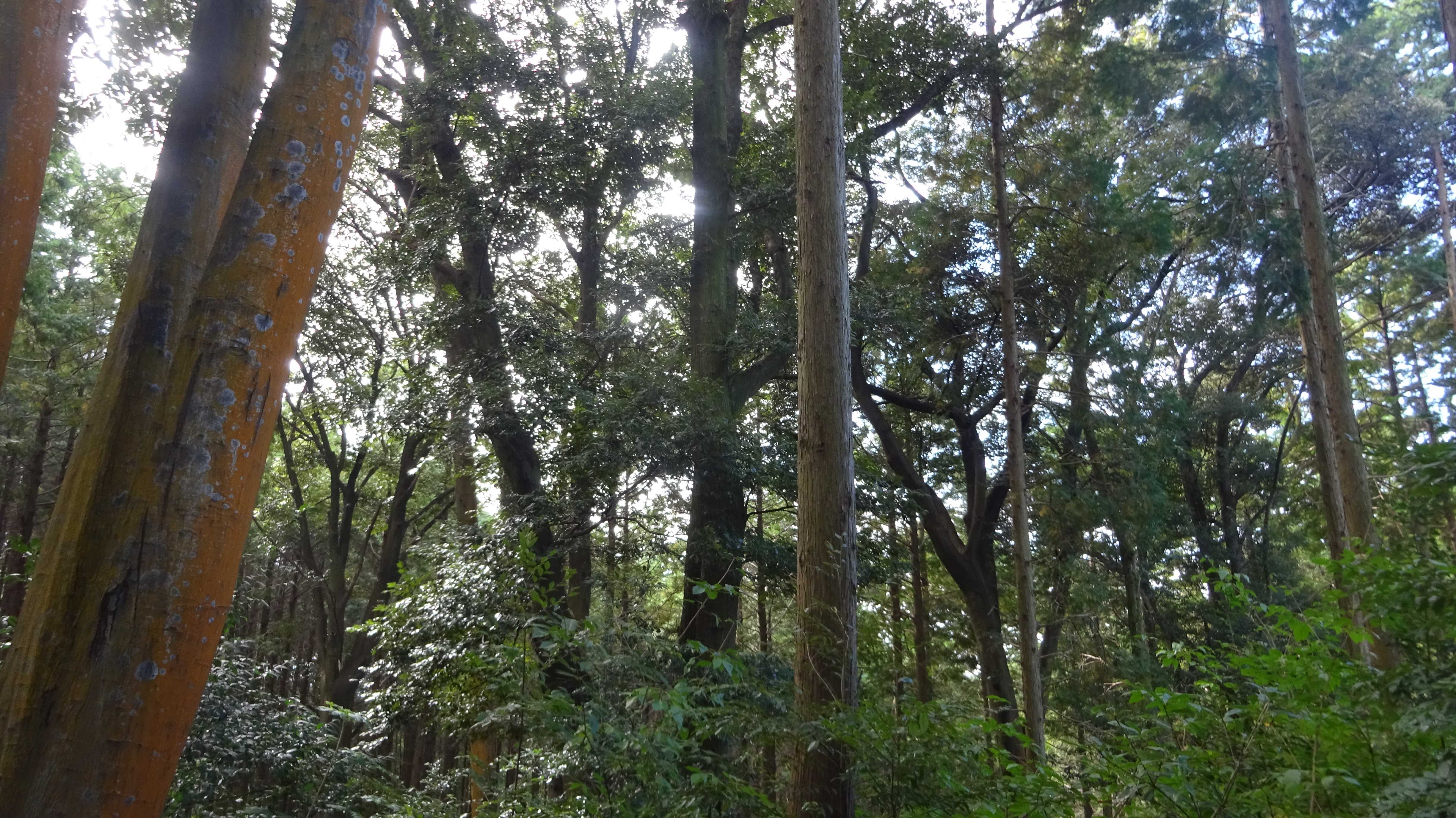 人工林の中のブナの大木