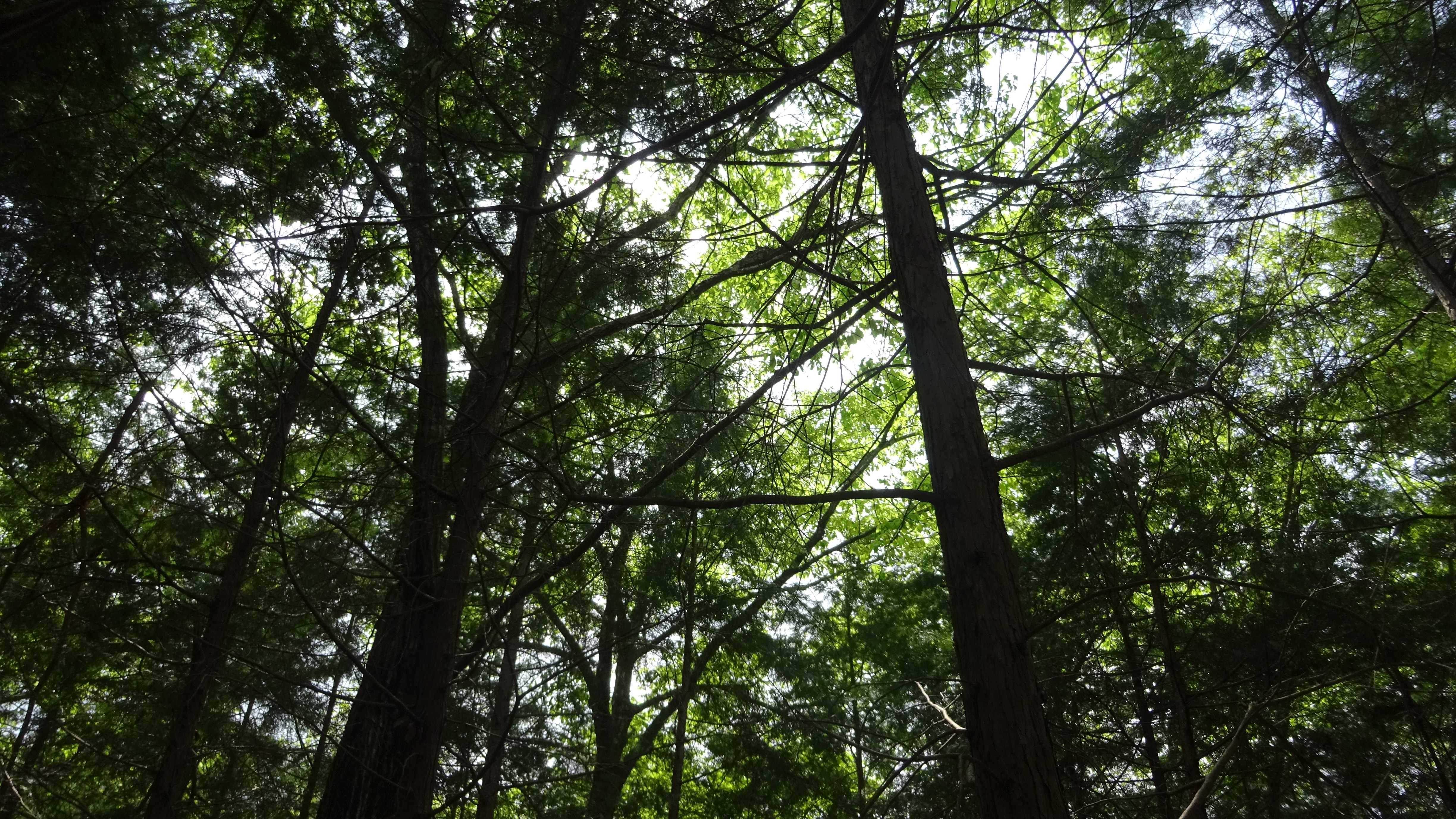 広葉樹の伐倒前の薄暗い人工林